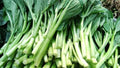 Asian Yu Choy Seeds - 200+ Brassica rapa Subsp. chinensis Vegetable Seeds for Home Garden, Chinese Flowering Cabbage, Edible Greens