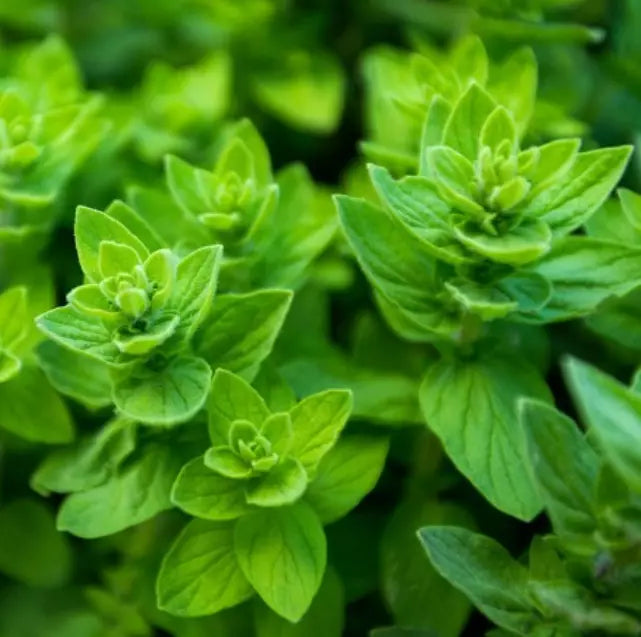 Italian Oregano Seeds - Non-GMO Herb Pack of 1000 - Culinary, Mediterranean, Origanum vulgare subsp. hirtum