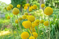 Yellow Globe Flower Seeds - Trollius chinensis, 50 Pack for Cut Flowers & Flower Bonsai
