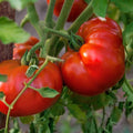 Tomato Seeds - Chef's Choice Red - Vining Heavy Producer - Solanum lycopersicum - 100 Seeds for Home Garden