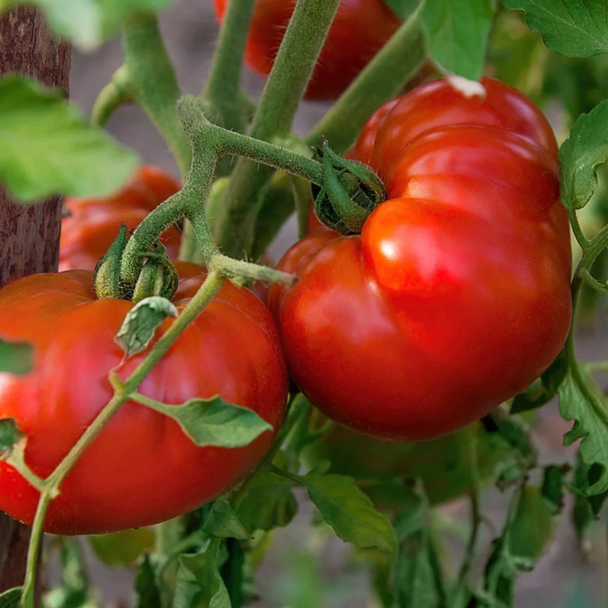 Tomato Seeds - Chef's Choice Red - Vining Heavy Producer - Solanum lycopersicum - 100 Seeds for Home Garden