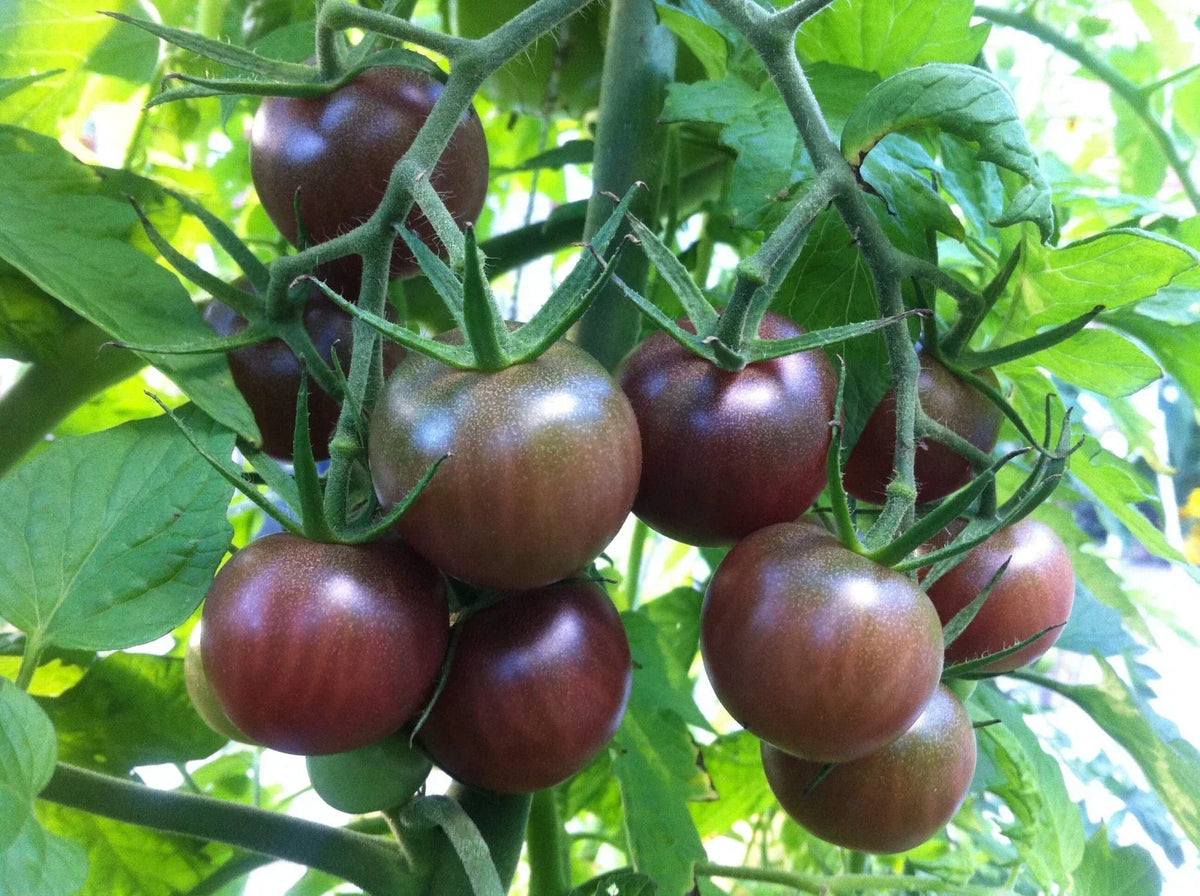 Black Cherry Tomato Seeds - Non-GMO, Salad Variety, Solanum lycopersicum, Compact Growth, Perfect for Containers