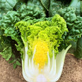 Golden Heart Bok Choy Seeds – Yellow Green Pak Choi, Brassica rapa subsp. chinensis, Non-GMO, Easy to Grow, Perfect for 2025 Planting