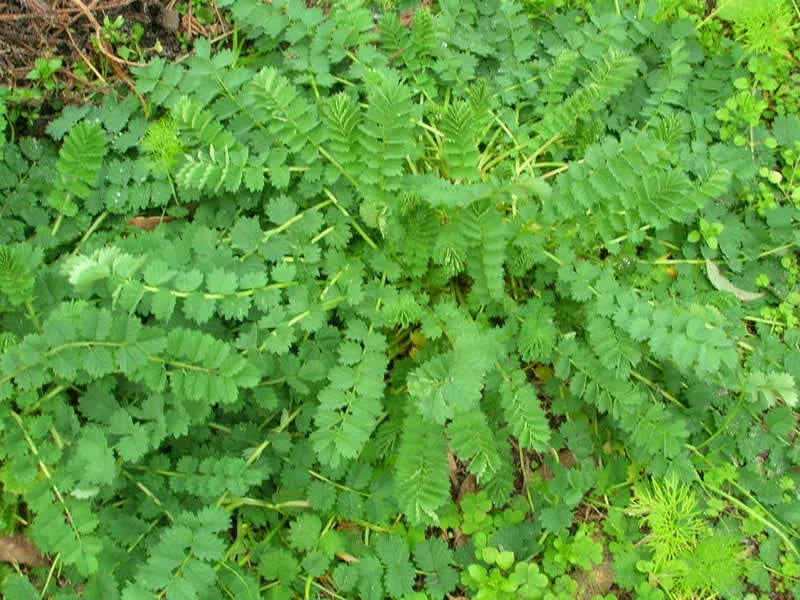 Salad Burnet Herb Seeds Pack – 400+ Sanguisorba minor Culinary Garden Essential for Salads & Garnishes