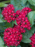 Pentas Seeds 100 Count - New Look Red - Pentas lanceolata Flower Garden Seeds for Pollinators