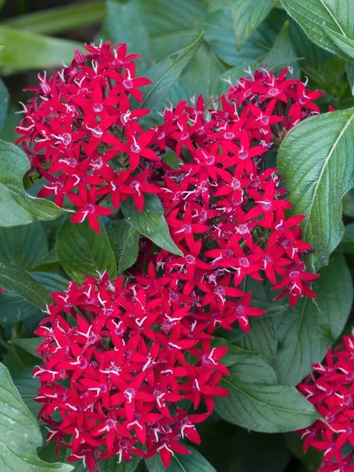 Pentas Seeds 100 Count - New Look Red - Pentas lanceolata Flower Garden Seeds for Pollinators