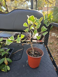 Ficus Triangularis Variegata Houseplant in 5" Pot, Indoor Tropical Plant, Variegated Ficus, Rooted Plant