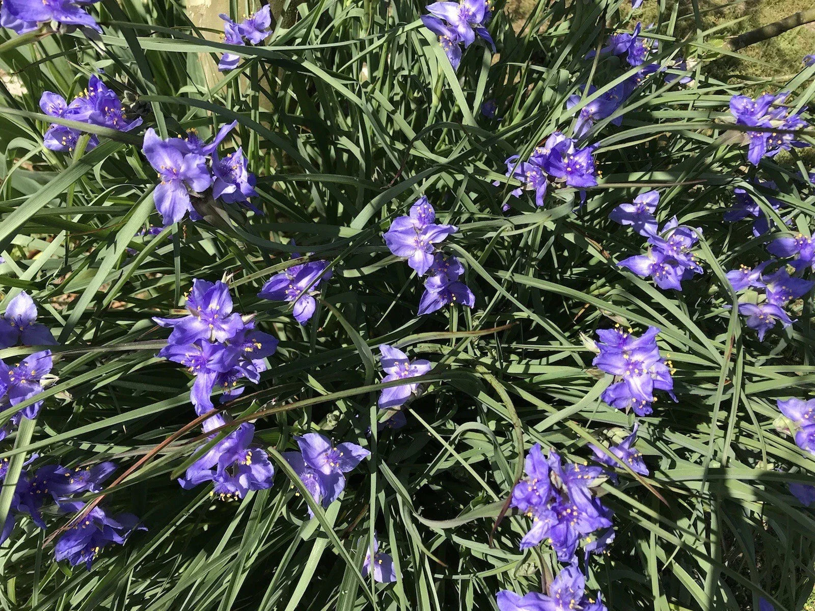 Spiderwort Rhizome Bulbs - 20 Tradescantia pallida Perennial Purple Flowers