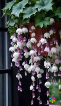 Purple White Weeping Begonia Seeds - Trailing Begonia x tuberhybrida for Gardens, Pots, Hanging Baskets