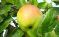 Cabarette Apple Seeds - 25+ Malus domestica for Garden Planting, Home Orchard, Non-GMO, USA Grown