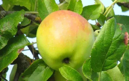Cabarette Apple Seeds - 25+ Malus domestica for Garden Planting, Home Orchard, Non-GMO, USA Grown