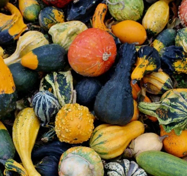 Decorative Gourd Seeds - Mixed Sizes for Fall Decor, Non-GMO Cucurbita pepo, 30 Seeds