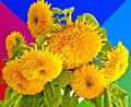 Teddy Bear Sunflower Seeds, 60 Pack, Vibrant Yellow Blooms, Helianthus annuus, Easy to Grow for Garden & Container Planting
