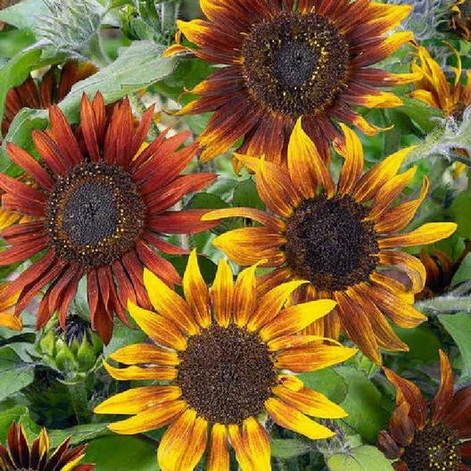 Tall Mardi Gras Sunflower Seeds - Helianthus annuus Non-GMO 50 Pack for Bees & Butterflies, Vibrant Garden Flowers