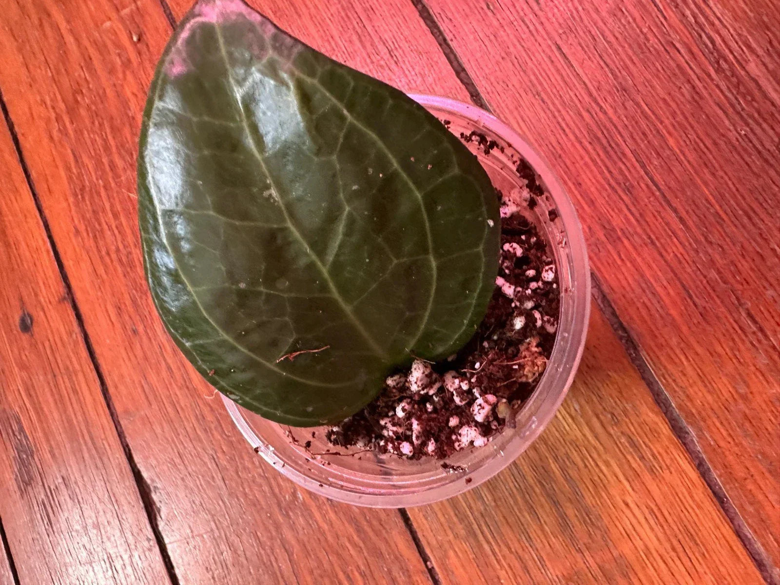 Hoya Latifolia ‘Sarawak’ Rooted Cutting - 3" Dinner Plate Hoya Plant, Easy Care Indoor Houseplant, Trailing Vining, Glossy Leaves