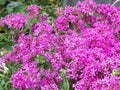 Catchfly Seeds - 2000 Count Pink Blooms Silene armeria Fast-Growing Garden Seeds for Borders, Containers, Pollinator Attractant