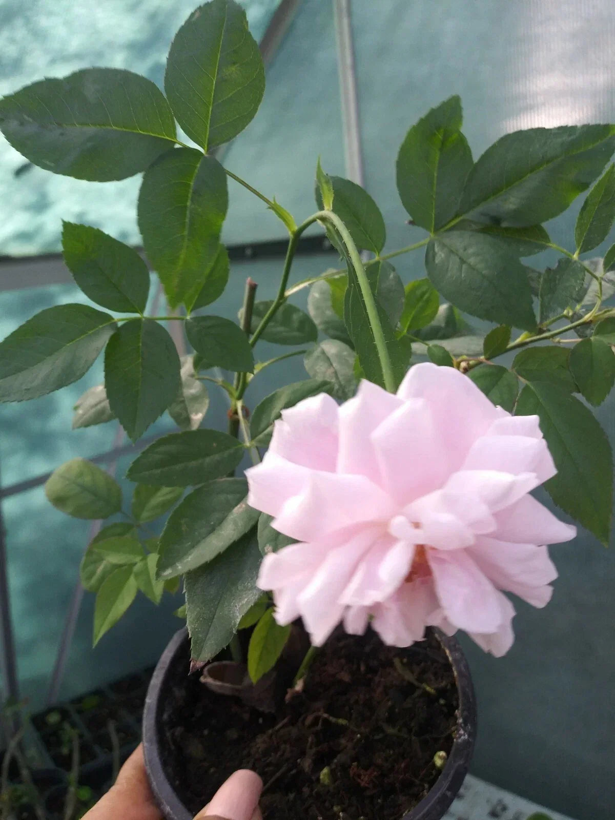 Live Pink Rose Shrub in 8 oz Pot, Heirloom Rosa spp. - Fragrant, Compact Garden Plant for Borders & Containers