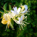 Japanese Honeysuckle Starter Plant - Well-Rooted Lonicera japonica for Climbing, Fragrant Flowers, Pollinator Attractant