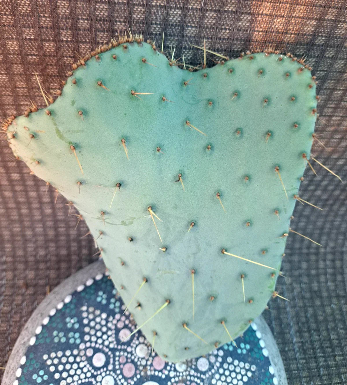 Opuntia Engelmannii var Lindheimeri Cristata Cactus Cutting – Unique Crested Succulent Plant, Drought-Tolerant, Indoor & Outdoor