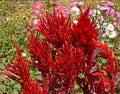 Celosia Seeds - 500 Non-GMO Scarlet Plume Heirloom Red Cut Flowers - Celosia argentea