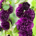 Double Dark Purple Hollyhock Seeds, Perennial Flower Seeds, Alcea rosea, 25 Seeds for Borders & Gardens
