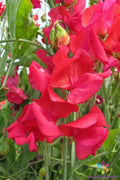 Genoa Sweet Pea Seeds - 50+ Pack, Fragrant Climbing Flower, Lathyrus odoratus, Garden Planting, USA