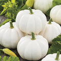 Baby Boo Pumpkin Seeds - Untreated White Mini Gourd Seeds for Fall Decor, Crafts, and Gardens | Cucurbita pepo
