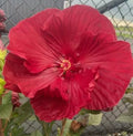 Hardy Hibiscus Seeds - Red Taffeta Heirloom Ruffled Flower - Hibiscus moscheutos - 25+ Seeds for Garden, Border, Pollinator Plant