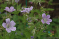 Coquetedale Lilac Geranium Seeds - 25+ Pack, Perennial, Geranium pratense, Garden Planting, Blooming, Easy to Grow