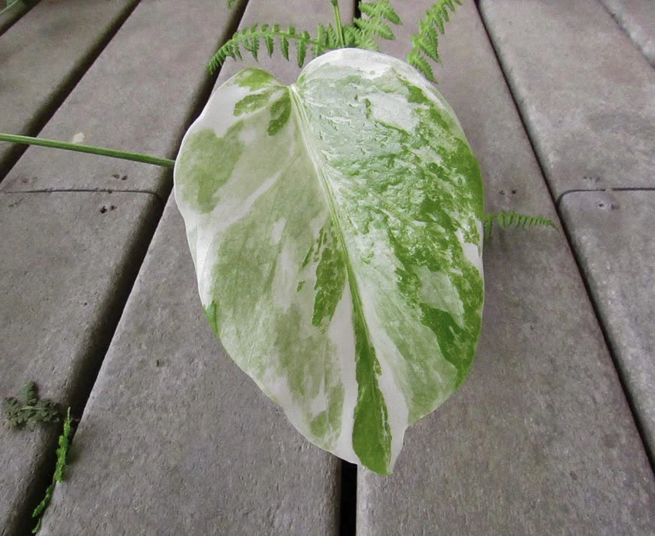 Variegated Monstera Leaf Cutting | Houseplant Propagation | Monstera deliciosa var. borsigiana