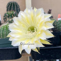 Echinopsis Bourne Lace Succulent Pups - European Hybrid Cactus, Indoor Decorative Plant, Rooted Succulent