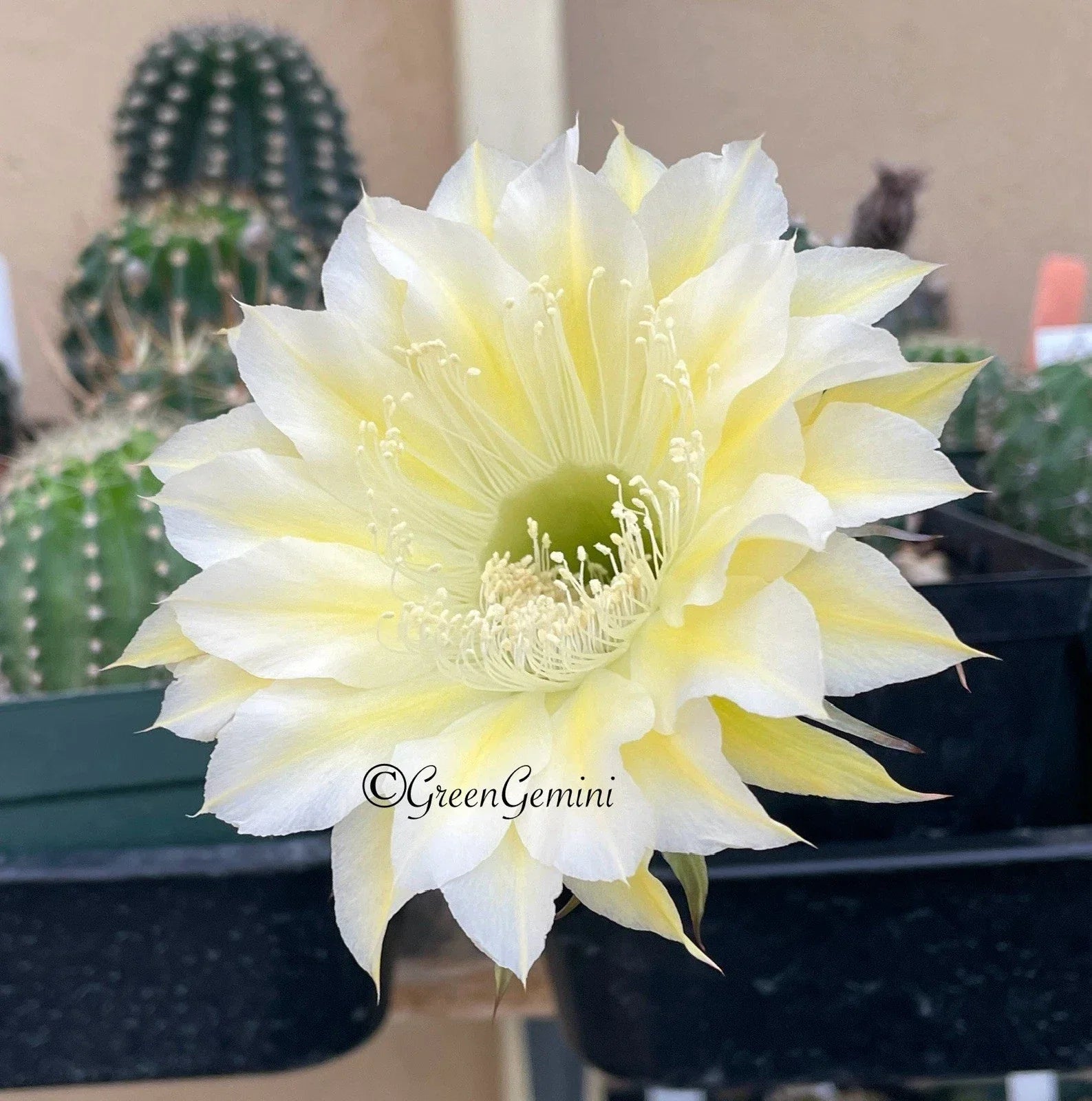 Echinopsis Bourne Lace Succulent Pups - European Hybrid Cactus, Indoor Decorative Plant, Rooted Succulent