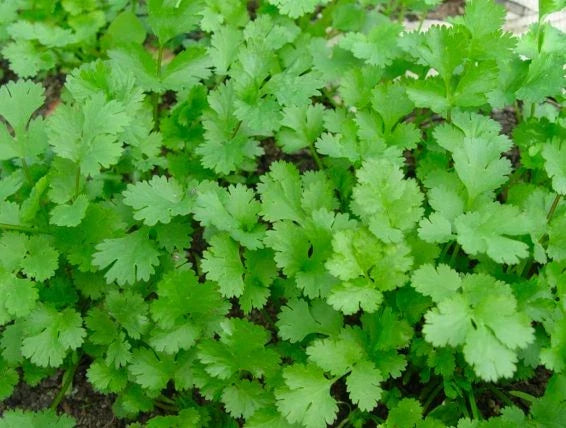 Cilantro Seeds - Long Standing Variety for Culinary Use - Coriandrum sativum - Organic, Non-GMO, Easy to Grow