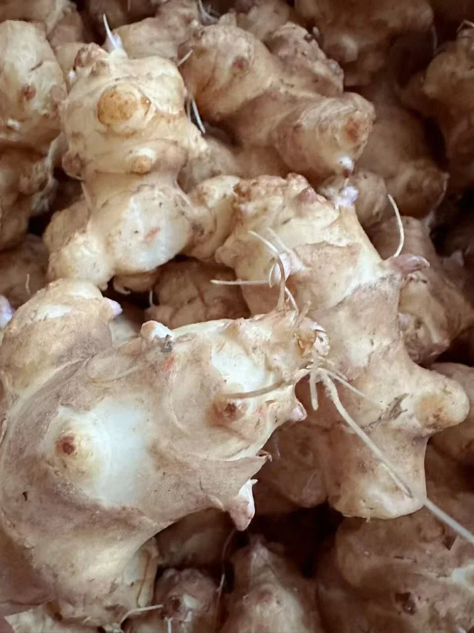 Organic Sunchoke Tubers for Planting - Jerusalem Artichoke Helianthus tuberosus - Edible Perennial Crop