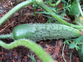 Pickling Cucumber Seeds - 25 Pack Cucumis sativus for Homemade Pickles & Salads, Vining, High-Yield, Disease-Resistant