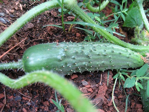 Pickling Cucumber Seeds - 25 Pack Cucumis sativus for Homemade Pickles & Salads, Vining, High-Yield, Disease-Resistant