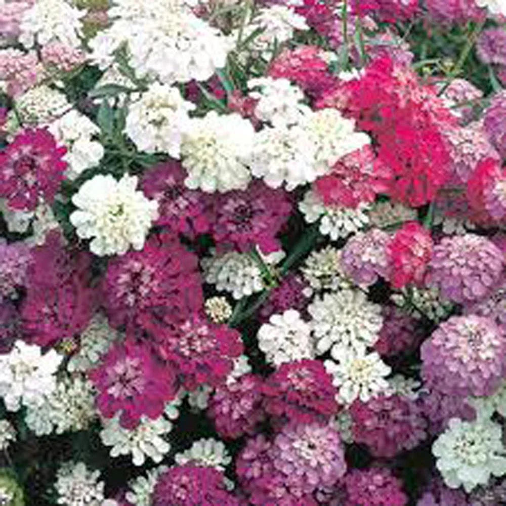 Candytuft Seeds Dwarf Fairy Mix 50+ Pink Lavender White Flowers Iberis umbellata