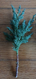Pre Bonsai Juniper Cuttings - 10 Pack Green Mound Juniper - Juniperus procumbens