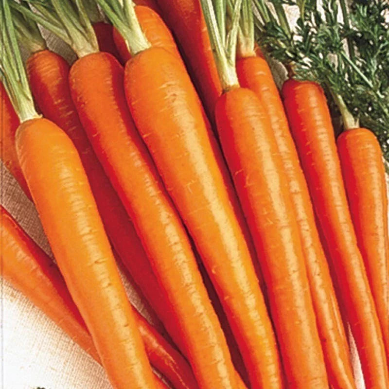 Organic Carrot Seeds - 250+ Tender Sweet Daucus carota Non-GMO Vegetable Seeds for Home Gardening