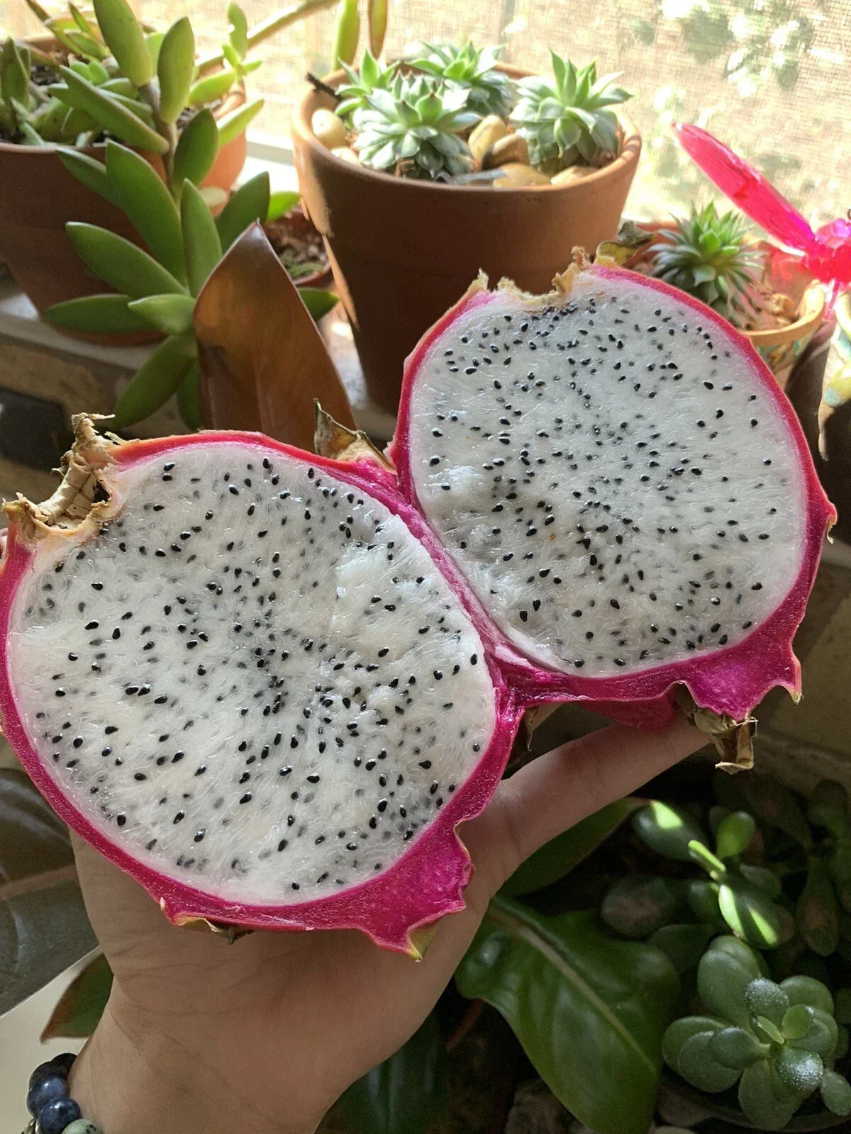 White Dragon Fruit Seeds 200 Hylocereus undatus Exotic Cactus for Home Gardening