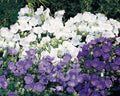 Campanula Carpatica Seeds - Clips Mix Bellflower, Perennial Clumping Flower, 25 Seeds for Borders, Rock Gardens & Containers