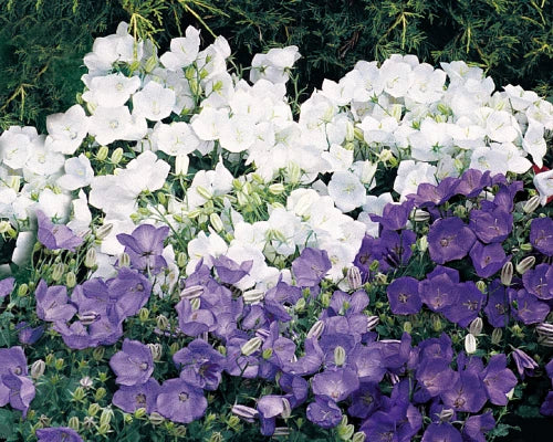 Campanula Carpatica Seeds - Clips Mix Bellflower, Perennial Clumping Flower, 25 Seeds for Borders, Rock Gardens & Containers