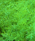 Dill Seed Bouquet - 200+ Non-GMO Anethum graveolens Herb Seeds for Cooking & Gardening