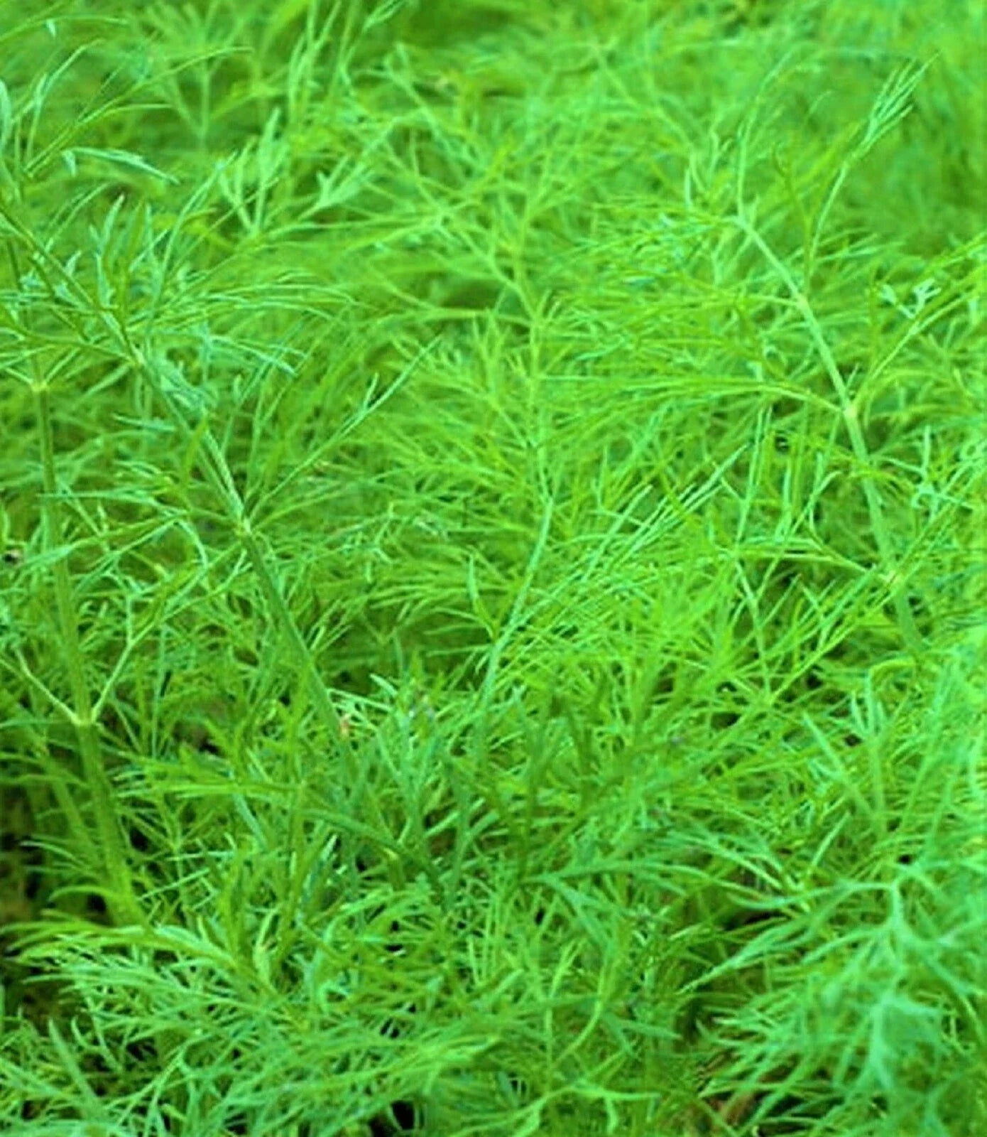 Dill Seed Bouquet - 200+ Non-GMO Anethum graveolens Herb Seeds for Cooking & Gardening