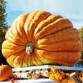 Dill's Atlantic Giant Pumpkin Seeds - Competition-Grade Cucurbita maxima for Huge Pumpkins, 10 Seeds