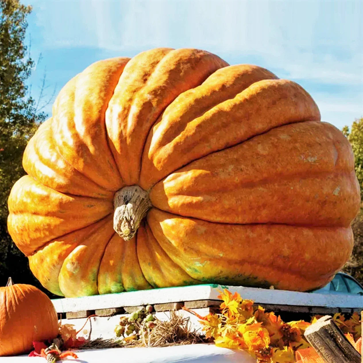 Dill's Atlantic Giant Pumpkin Seeds - Competition-Grade Cucurbita maxima for Huge Pumpkins, 10 Seeds