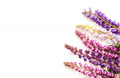 Giant Lupine Seeds - Exotic Flower Variety - Lupinus polyphyllus - Tall, Colorful Spikes, Pollinator Attracting, 20+ Seeds