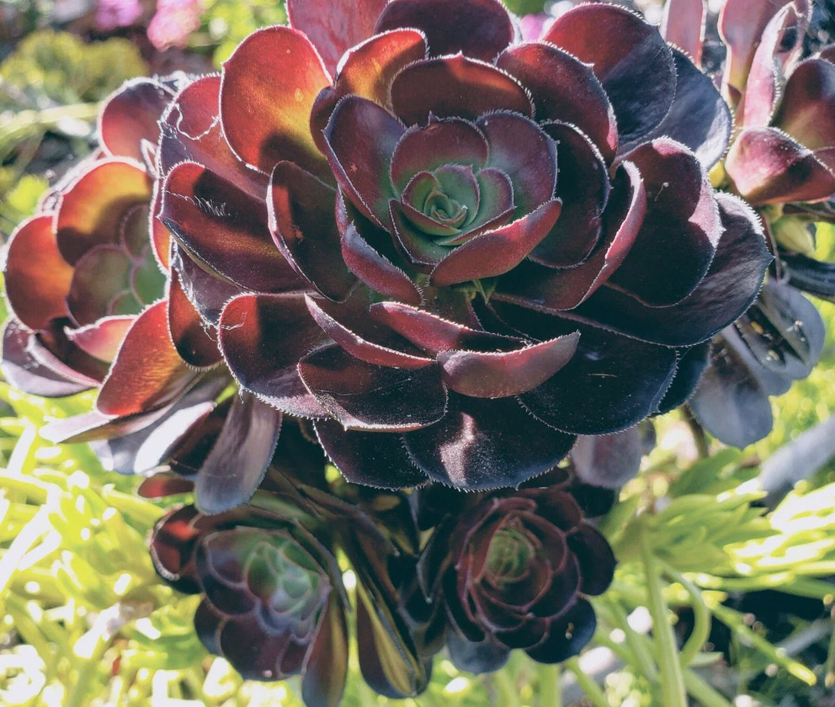 Aeonium Succulent Cutting 3-5" Black Rose Zwartkopf Arboreum, Drought-Tolerant, Propagation Plant