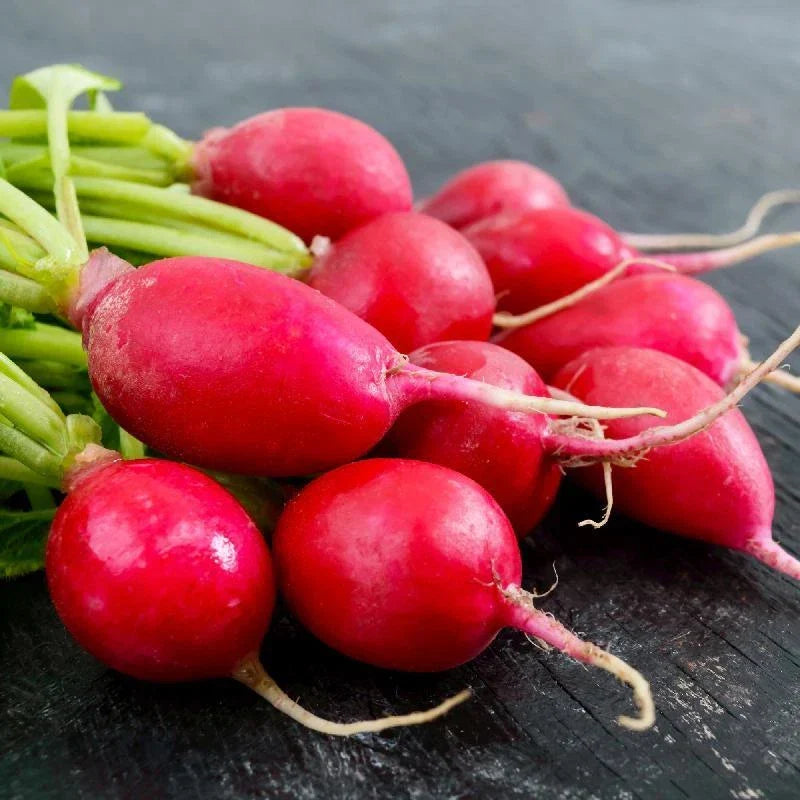 Radish Seeds - Comet Variety, Raphanus sativus, Fresh Non-GMO Seeds for Planting, Crunchy, Mild Peppery Flavor