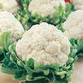 Cauliflower Seeds - All Year Round Variety - Brassica oleracea - Heirloom Vegetable Seeds for Home Garden
